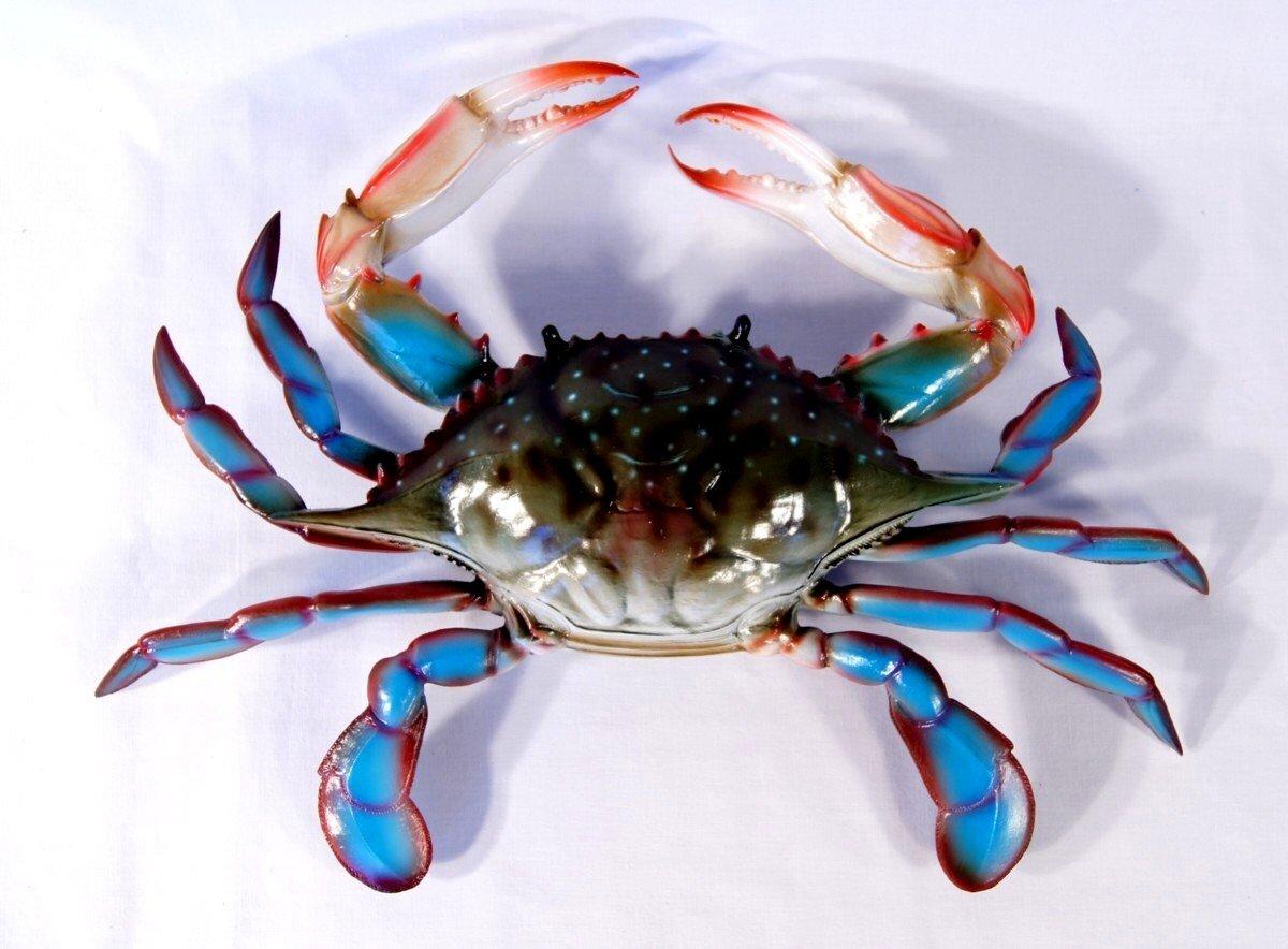 6 inch Florida Purse Crab Beach Tiki Bar Wall Decor