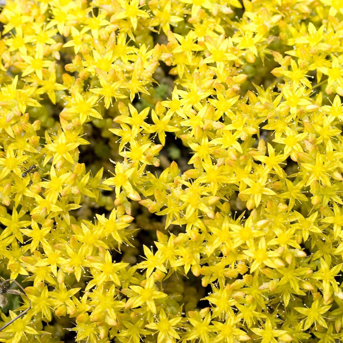 Outsidepride Sedum Acre Ground Cover Plant Seed 5000 Seeds